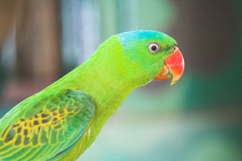 papouek